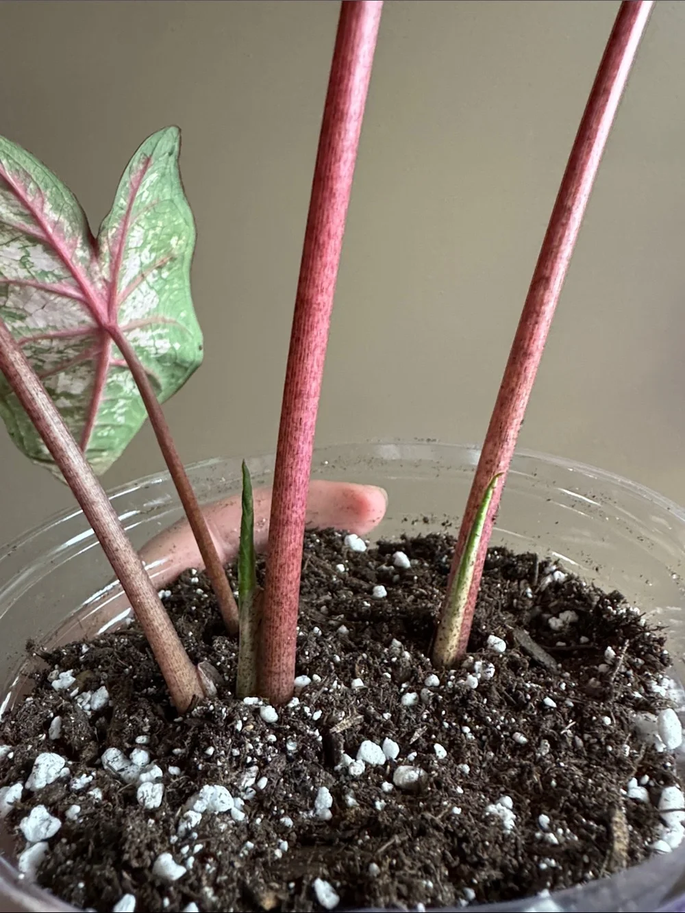 Caladium Carolyn Whorton - Rooted